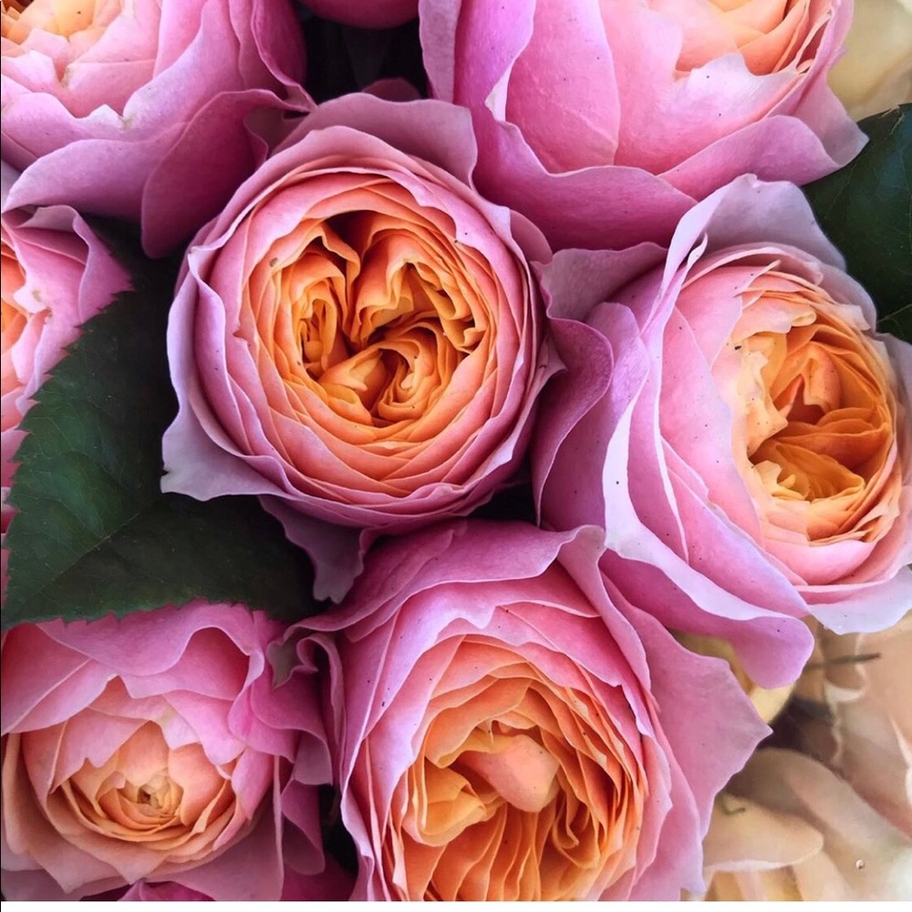 Meet your Posher, Diana